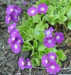 Don't know the name of this auricula