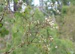 Eucalyptus platyphylla blooming