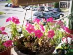 third petunia bloom