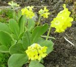 Nice, yellow auricula, but nameless too