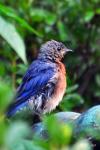 Wet Bluebird