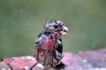 Soaked male house finch