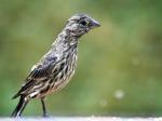 Young house finch