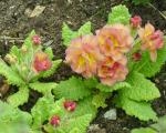 A rather ugly-charming primula that I call Charles Bronson. 