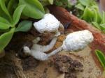 Strange Mushrooms 1