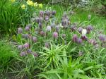 Fritillaria meleagris