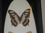 butterfly 1