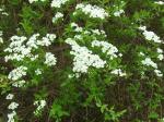 Hedge blooming three weeks too early