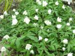 Anemone nemorosa "Vestal"