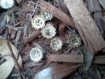 Bird's Nest Fungi