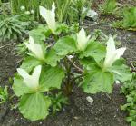 Trillium chloropetalum