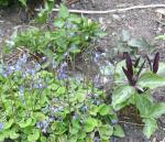 Trilliums and Soldanella