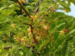 Tamarind tree flowering. 