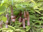 Tamarind fruit hanging on the tree.