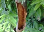 Tamarind fruit up close (outer shell cracked).