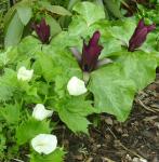 Trillium chloropetalum and Glaucidium palmatum