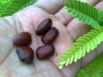 Tamarind tree seeds.