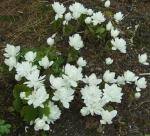 Double bloodroot