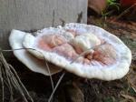 Strange Mushrooms 7