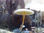 Strange Mushrooms 10