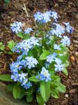 Forget-me-nots