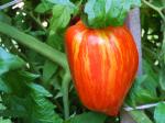 Rare roma tomato plants -1