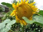 my king sunflower