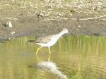 Yellowlegs