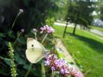 Cabbage White