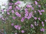 Another bind weed picture