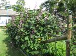 Hyacinth Bean Vines