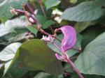 Hyacinth Bean