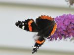 Red Admiral