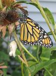 Monarch just came out of the chrysalis...