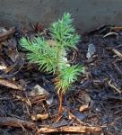 Pine Tree sapling