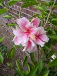 pink hibiscus