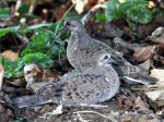 Mourning Dove chicks