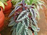 climbing begonia- cissuss javana