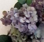 Hydrangea Close-up