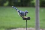 Blue Jay