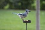 Blue Jay