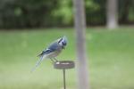 Blue Jay