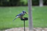 Blue Jay