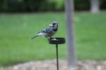 Blue Jay