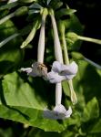 Nicotiana sylvestris (Tobacco plant)
