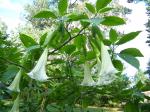 white Brugmansia
