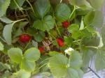 Seqpuia Strawberries