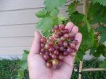 Flame Red Seedless Grapes
