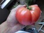 Mortgage Lifter Pink Tomato