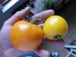 A Valencia Orange Tomato and a Lemon Boy
